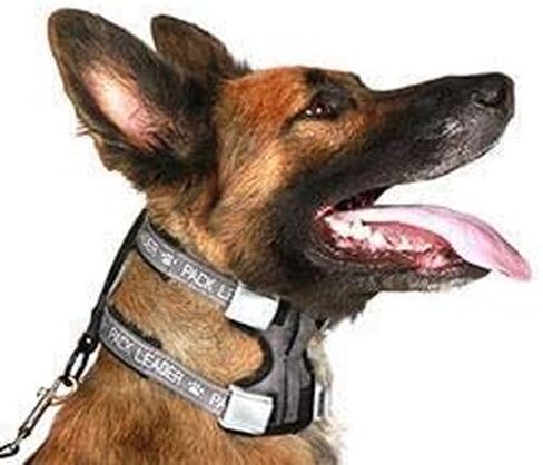 Cesar Millan Pack Leader Collar™ - طوق تدريب الكلب الهامس (متوسط، أزرق) in Kuwait