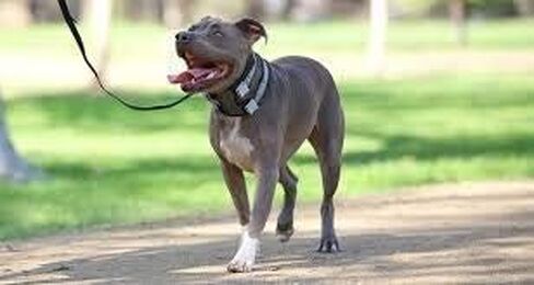 Cesar Millan Pack Leader Collar™ - طوق تدريب الكلب الهامس (متوسط، أزرق) in Kuwait