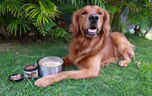 مكمل مناعة الكلاب من نورثرن كاسكيدز يدعم فطر سوبرفوود لتقوية جهاز المناعة K9 وزيادة الحيوية in Kuwait