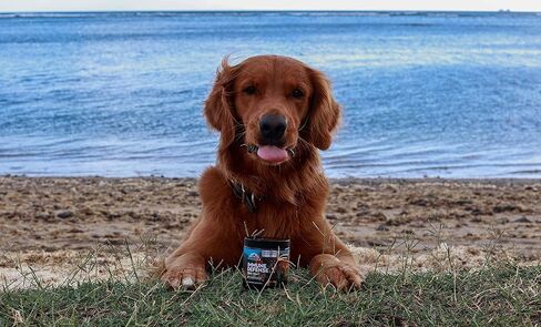 مكمل مناعة الكلاب من نورثرن كاسكيدز يدعم فطر سوبرفوود لتقوية جهاز المناعة K9 وزيادة الحيوية in Kuwait