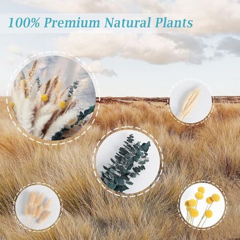 SOSMAR Pampas Grass، 100 قطعة من زهور النباتات الطبيعية المجففة، نبات عشب Pampas، ترتيب زهور بوهو، زهور مجففة رقيق لديكور مزرعة الربيع، ديكور طاولة الزهور، ديكور زفاف طبيعي in Kuwait