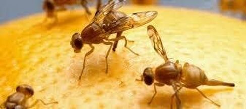 كوب ديلي سعة 32 أونصة وأغطية تغذية الحشرات ذات فتحات تهوية من Snout & Shell - عبوة مكونة من 10 أكواب وأغطية in Kuwait