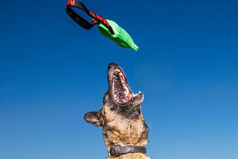Redline K9 Bundle of 2 French Linen Dog Tug Toy 3 inch X 10 inch - 1 Handles (Blue) in Saudi Arabia