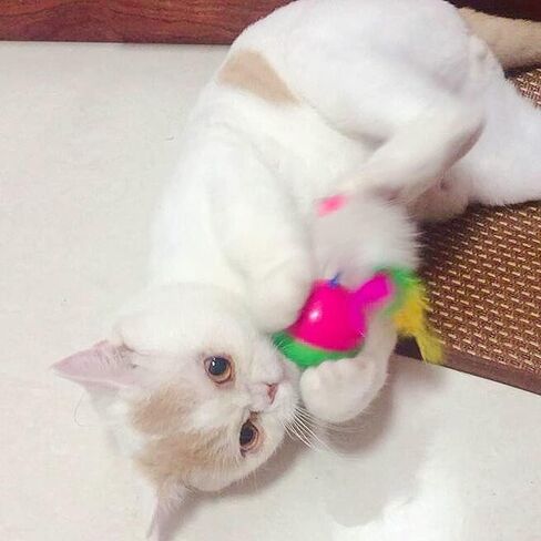 2 Pieces of Colorful Feather cat Toys - Tease cat Tumbler Mouse Toys, cat Interactive self hi Toys, Ball Toys (Little Mouse) in Kuwait