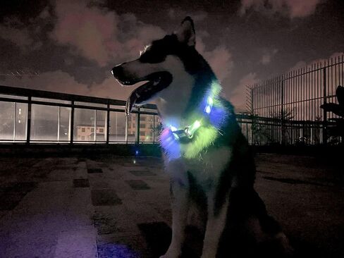 Light up Dog Collars, LED Dog Collar Light, USB Rechargeable Bright Flashing Dog Collar with Waterproof, Lighted Safety Collar for Walking at Night for Small Medium Large Dogs (Blue) in Saudi Arabia