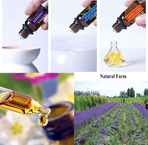 مجموعة الزيوت العطرية من TOP6، من بيستوب أويل بدرجة علاجية نقية 100% موزع الزيوت العطرية (الخزامى، شجرة الشاي، الأوكالبتوس، عشب الليمون، النعناع، البرتقال الحلو)، 10 مل / 6 قطع in Saudi Arabia