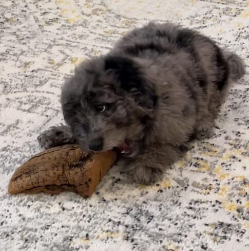 مضغ الجذور - متوسط ​​| مثالية للمضغ العدواني أو التسنين الجرو | لعبة مضغ خشبية فاخرة تدوم طويلاً ومتينة | طبيعي ومهدئ وصحي | عظيم لصحة الأسنان in Kuwait