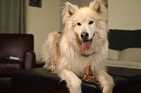 مضغ الجذور - متوسط ​​| مثالية للمضغ العدواني أو التسنين الجرو | لعبة مضغ خشبية فاخرة تدوم طويلاً ومتينة | طبيعي ومهدئ وصحي | عظيم لصحة الأسنان in Kuwait