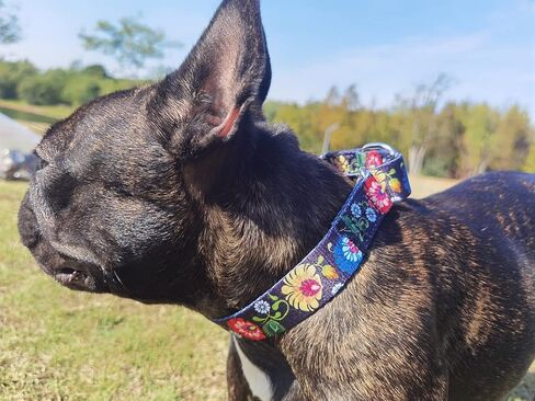 Martingale Dog Collars -Adjustable Soft Dog Collar.Colorful Flower Multicolor Cute Patterns for Puppies for Medium Large Dogs Walking Running Training (XL: for 53-62cm Neck, Butterfly) in Kuwait