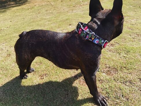 Martingale Dog Collars -Adjustable Soft Dog Collar.Colorful Flower Multicolor Cute Patterns for Puppies for Medium Large Dogs Walking Running Training (XL: for 53-62cm Neck, Butterfly) in Kuwait
