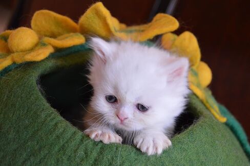 Earthtone Solutions Cat Cave Bed, Unique Green Handmade Felted Wool, Large Covered and Cozy, Also Perfect for Kittens, Original Cat Caves, (Emerald Haven) in Kuwait