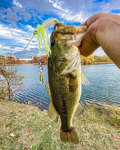 طعم صيد السمك من شركة كاتش كو 10,000 سمكة يوتو من البلاستيك الناعم in Kuwait