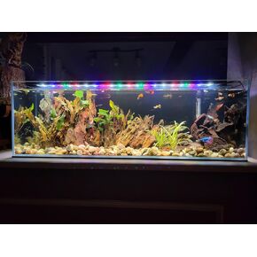 11 Gallon Low Iron Glass Bookshelf Aquarium 5mm - (31.89" x 7.87" x 9.84") in Kuwait