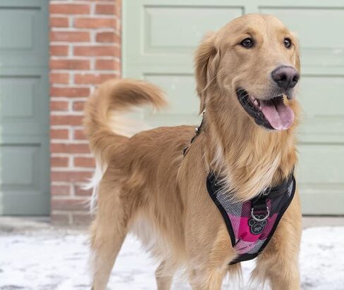 Canada Pooch No Pull Dog Harness Adjustable Dog Harness for Walking Dogs Seat Belt Harness, Front & Back D-Rings for Comfort & Control - Splatter/S in Kuwait