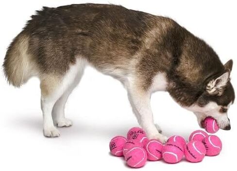 كرات تنس Midlee Happy Birth Dog (عبوة من 12 قطعة) (صغير، أزرق) in Saudi Arabia