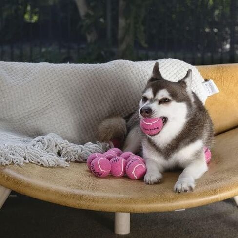 كرات تنس Midlee Happy Birth Dog (عبوة من 12 قطعة) (صغير، أزرق) in Saudi Arabia
