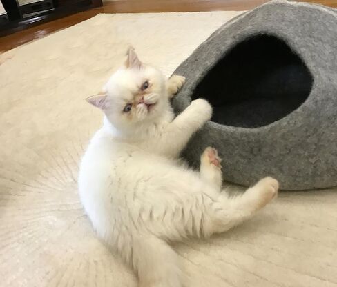 كهف القطط iPrimio 100% من الصوف الطبيعي الصديق للبيئة مقاس 40 سم - لباد مصنوع يدويًا على شكل ممتاز - يجعل بيت القطط المغطى رائعًا وسريرًا للقطط والقطط الصغيرة - لمخبأ داخلي مريح - سرير متوسط ​​الحجم ناعم بغطاء للرأس in Kuwait