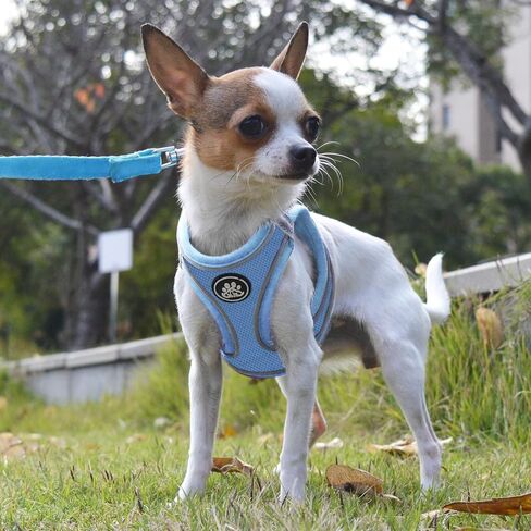 NESTROAD حزام للكلاب بدون سحب، طقم حزام ومقود للقطط مقاوم للهروب، صدرية عاكسة للكلاب للمشي (أزرق، مقاس XX-Small) in Kuwait