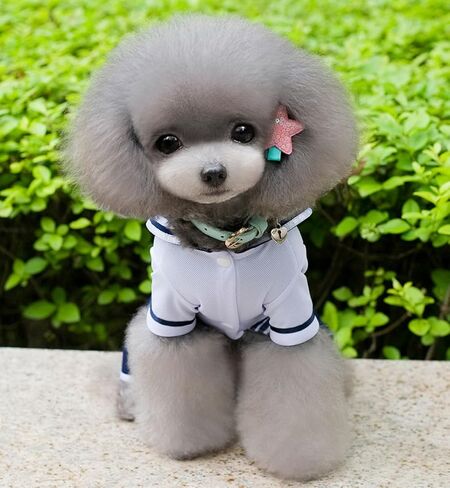 بدلة قبطان بحري للأولاد من SELMAI بدلة سيمان ملابس للكلاب الصغيرة والقطط والجرو تي شيرت مع سراويل ملابس تشيهواهوا S in Kuwait