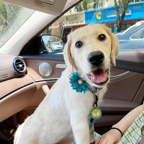 IVIA PET طوق الزهور مع اللؤلؤ، 20 قطعة طوق الكلب الزهور القوس العلاقات متعددة الألوان الكلب سحر زهرة للقطط الكلب جرو طوق الاستمالة الملحقات (متوسطة) in Kuwait