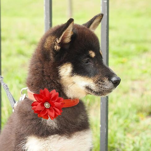 IVIA PET طوق الزهور مع اللؤلؤ، 20 قطعة طوق الكلب الزهور القوس العلاقات متعددة الألوان الكلب سحر زهرة للقطط الكلب جرو طوق الاستمالة الملحقات (متوسطة) in Kuwait