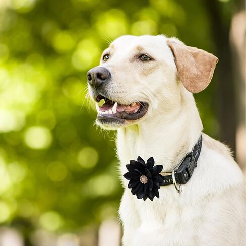 IVIA PET طوق الزهور مع اللؤلؤ، 20 قطعة طوق الكلب الزهور القوس العلاقات متعددة الألوان الكلب سحر زهرة للقطط الكلب جرو طوق الاستمالة الملحقات (متوسطة) in Kuwait