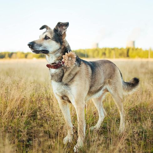 IVIA PET طوق الزهور مع اللؤلؤ، 20 قطعة طوق الكلب الزهور القوس العلاقات متعددة الألوان الكلب سحر زهرة للقطط الكلب جرو طوق الاستمالة الملحقات (متوسطة) in Kuwait
