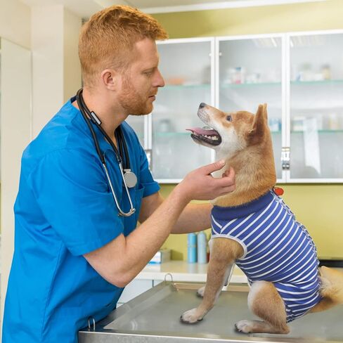 بدلة تعافي الكلاب، بدلة تعافي جراحية للكلاب والقطط وما بعد الجراحة، طوق مخروطي إلكتروني بديل، واقي جروح البطن، مضاد لللعق in Kuwait