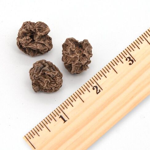 Natural Silvervine Cat Chew Toy | Interactive Silver Vine Chewing Toys with Catnip Like Effect in Kuwait