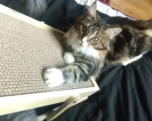 Best wood-built design for your cat is a vertical cat scratching post & horizontal flat scratching pad as 1. Comes with a reversible Cardboard scratch pad and Commercial grade carpet cat scratch board in Kuwait