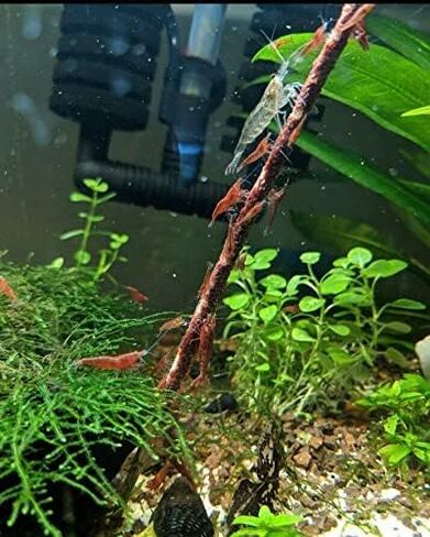Shrimptastic Aquatics Shrimp Lolly Combo Pack Cherry Shrimp Neocaridinia Food, 10 Pack in Saudi Arabia