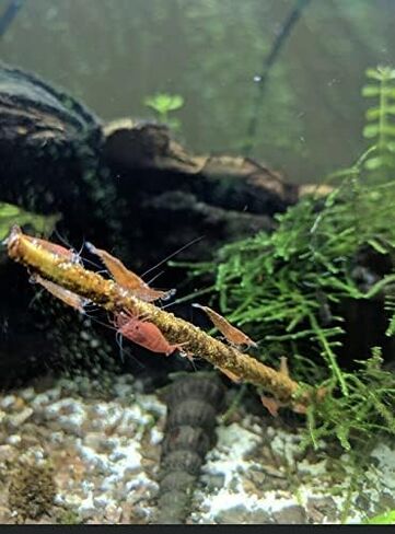 Shrimptastic Aquatics Shrimp Lolly Combo Pack Cherry Shrimp Neocaridinia Food, 10 Pack in Saudi Arabia
