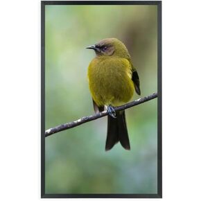 إطارات صور ZGCTSM مقاس 12 × 19 من الخشب الصلب مقاس 12 × 19 بوصة إطار ملصق للحائط مقاس 12 × 19 بوصة إطارات صور عائلية باللون الأسود (C22B1219) in Kuwait