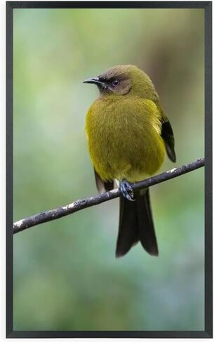 إطارات صور ZGCTSM مقاس 12 × 19 من الخشب الصلب مقاس 12 × 19 بوصة إطار ملصق للحائط مقاس 12 × 19 بوصة إطارات صور عائلية باللون الأسود (C22B1219) in Kuwait