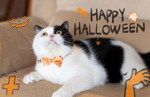 Gyapet Cat Collar Halloween Set Fall Gift Pumpkin Breakaway Bow Tie Safety with Bell Kitten Cute 2pcs Hamburg & Sushi in Kuwait