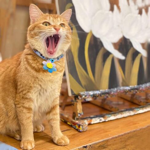 Do-Dottii Airtag ياقات القطط للفتيات القطط التطريز الانفصالية القط هريرة طوق مع جرس لطيف الوردي زهرة طوق القط مع قلادة اكسسوارات القط للقطط هريرة كيتي فتاة أنثى. (ليمون) in Kuwait