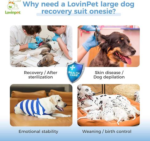 قميص LovinPet للتعافي - بدلة قطعة واحدة لتساقط الأمراض الجلدية، تصميم مقصوص لبطن الحيوانات الأليفة، بيجامة للكلاب مضادة لللعق، بدلة مريحة للكلاب لجرح البطن بعد الجراحة، مقاس XL in Kuwait