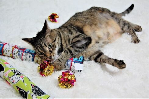 واي في بوينت لعبة عصا ركل للقطط مع النعناع البري مقاس 15 انش - عبوة من قطعتين (مقاس L) - خامة قماشية متينة - قطن غير قابل للازالة والنعناع البري - بدون حشوات - كاملة مع 5 كرات مجعدة in Kuwait