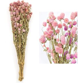 MIHUAGE الزهور المجففة الأبيض غلوب قطيفة الزهور الجافة حزم 100٪ بشكل طبيعي لحفل ديكور المنزل (الوردي)