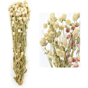 MIHUAGE Dried Flower White Globe Amaranth Dry Flower Bundles 100% Naturally for Home Decor Party (Pink)
