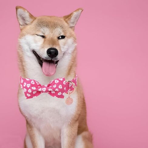 Dog Collar with Bow Tie,UP URARA PUP Pink Plaid Bowtie Dog Collar, Summer Bowtie Collar for Puppy Boy Girl Dog, Comfortable Cotton Dog Collar with Metal Buckle,M,Neck 13.5-22in in Saudi Arabia