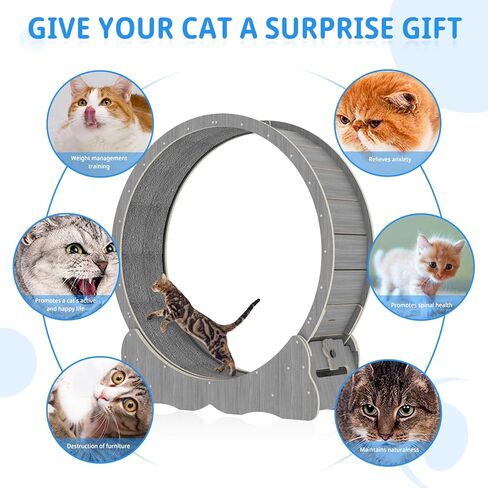 Cat Wheel Cat Exercise Wheel Cat Wheels for Indoor Cats Cat Wheel Exerciser Cats Loss Weight Device Preventing Cat Lack of Exercise for Indoor Cats Cat Treadmill for All Cats (39in2) in Kuwait