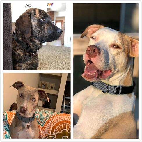 مارتينجال طوق الكلب قابل للتعديل نايلون الكلب مارتينجال الياقات تدريب الكلب طوق الهروب دليل طوق الكلب لا سحب طوق الكلب طوق زلة للكلاب متوسطة أسود in Kuwait