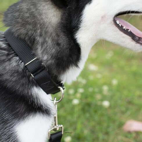 مارتينجال طوق الكلب قابل للتعديل نايلون الكلب مارتينجال الياقات تدريب الكلب طوق الهروب دليل طوق الكلب لا سحب طوق الكلب طوق زلة للكلاب متوسطة أسود in Kuwait