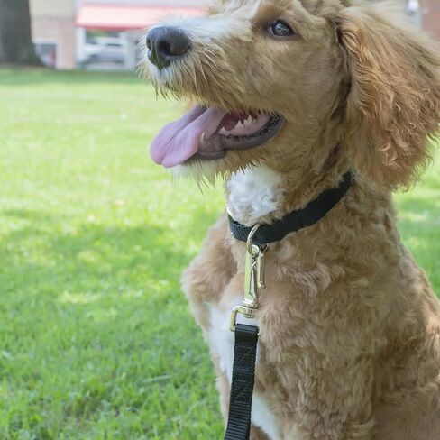 مارتينجال طوق الكلب قابل للتعديل نايلون الكلب مارتينجال الياقات تدريب الكلب طوق الهروب دليل طوق الكلب لا سحب طوق الكلب طوق زلة للكلاب متوسطة أسود in Kuwait