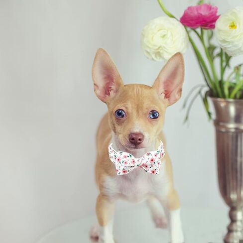 Dog Collar-Shark Print Adjustable Cute Pet Collar Soft Blue Dog Collars with Bow Tie Durable Cotton Metal Buckle Puppy Collar Gift for X-Small Dogs in Saudi Arabia