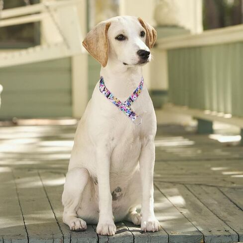 طوق تدريب الكلاب haoyueer، طوق مارتينجال بدون سحب، طوق منزلق مع حلقة إيقاف قابلة للانزلاق للكلاب الصغيرة والمتوسطة والكبيرة (M، أسود) in Kuwait