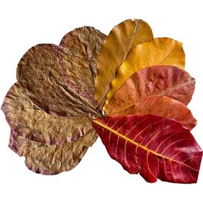 أوراق اللوز الهندية الفاخرة ChuCraftVN، 25 قطعة، 7-12 بوصة، 65 جرام-2,3 أونصة. أوراق كاتابا جافة ونظيفة in Kuwait