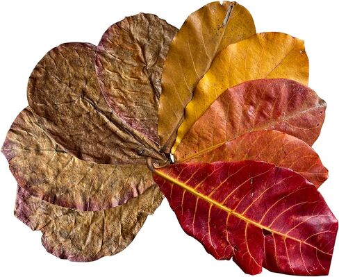 ChuCraftVN Premium Indian Almond Leave, 25 PCS, 7-12 inch, 65 Gram-2,3 Ounces. Catappa Leaves Dry and Clean in Kuwait