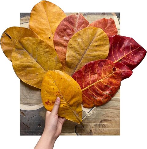 ChuCraftVN Premium Indian Almond Leave, 25 PCS, 7-12 inch, 65 Gram-2,3 Ounces. Catappa Leaves Dry and Clean in Kuwait